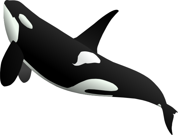 9ac9a3a50ee63202b5d5af90a221f0b4_png-small-medium-large-whale-clipart-png_600-455.png
