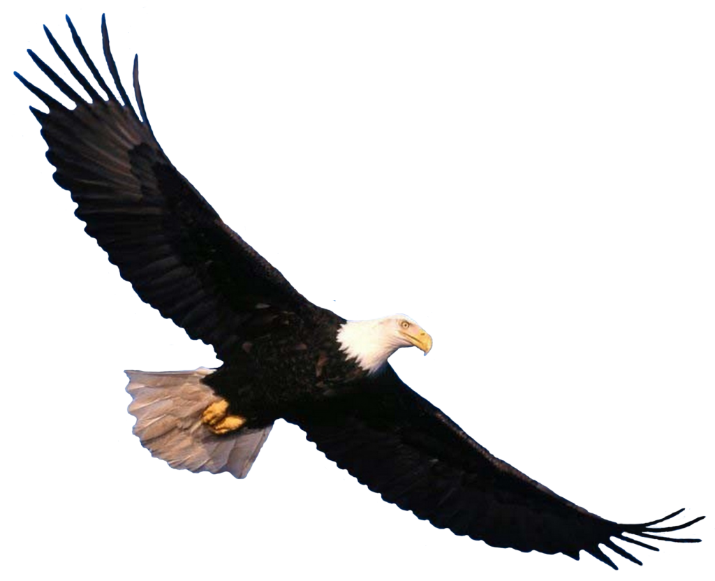 eagle_PNG1215.png