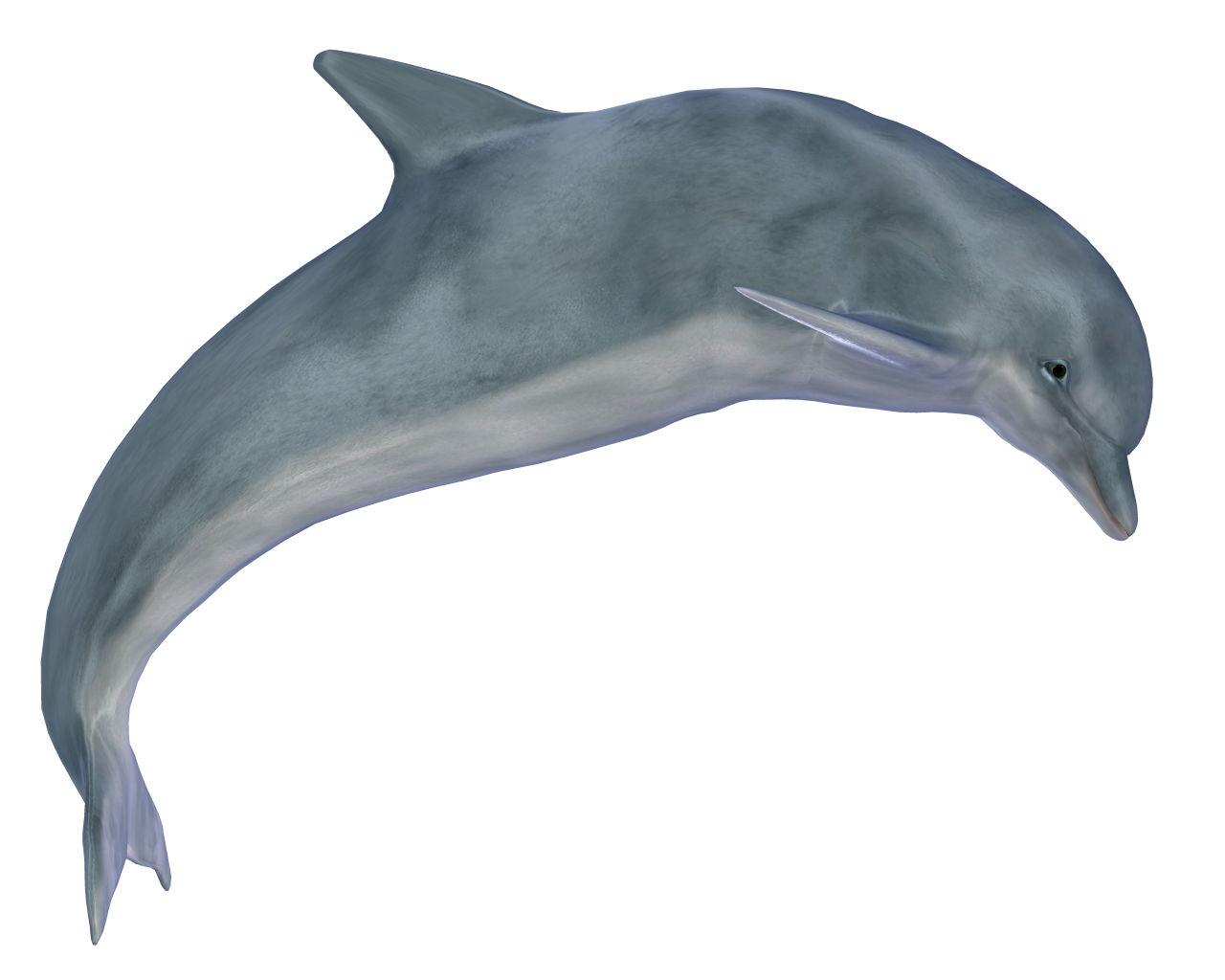 dolphin_jumping_by_silver_.png