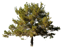 Afghan PinePinus eldarica.skp