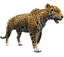 jaguar (2).png