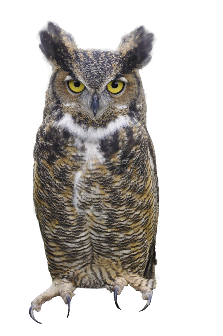 023__great_horned_owl__png_by_justmetd-d9d0dh4.png