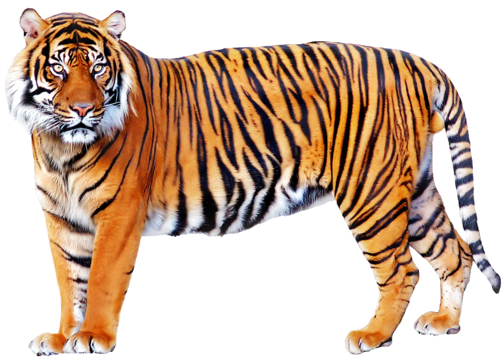 Tiger-PNG-Image.png