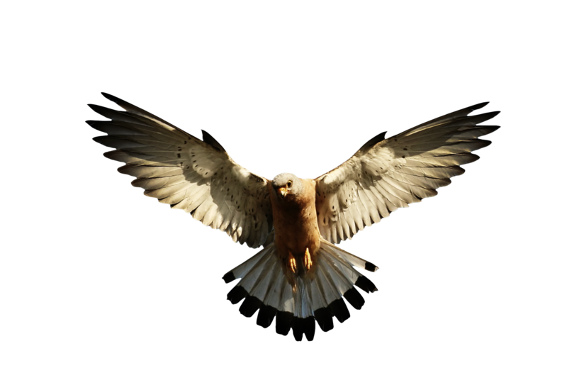 eagle_PNG1210.png
