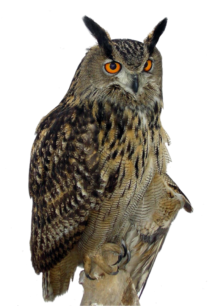 Owl-PNG-Clipart.png