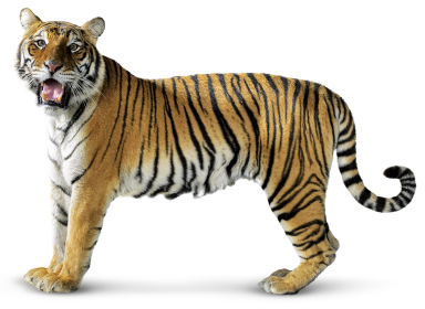 Tiger-028_krrlzh.png
