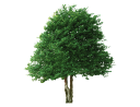 American HollyIlex opaca.skp