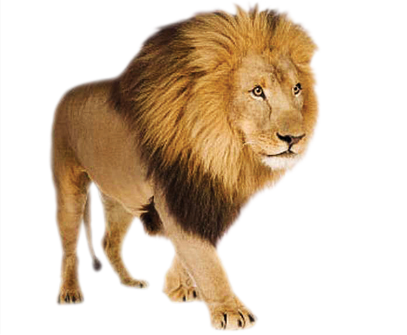 75624552_lev.png