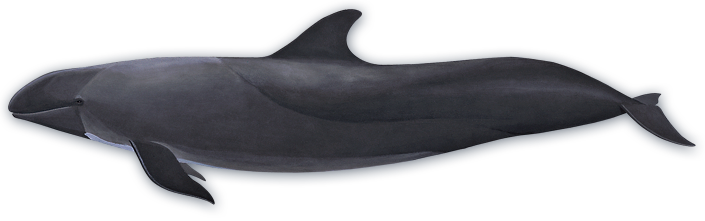 falseKillerWhale.png