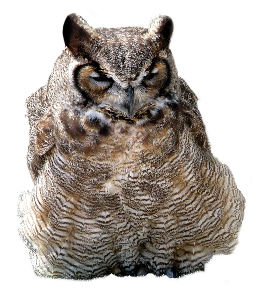 cut_out_stock_png_01___fluffy_owl_by_momotte2stocks-d5cgo91.png