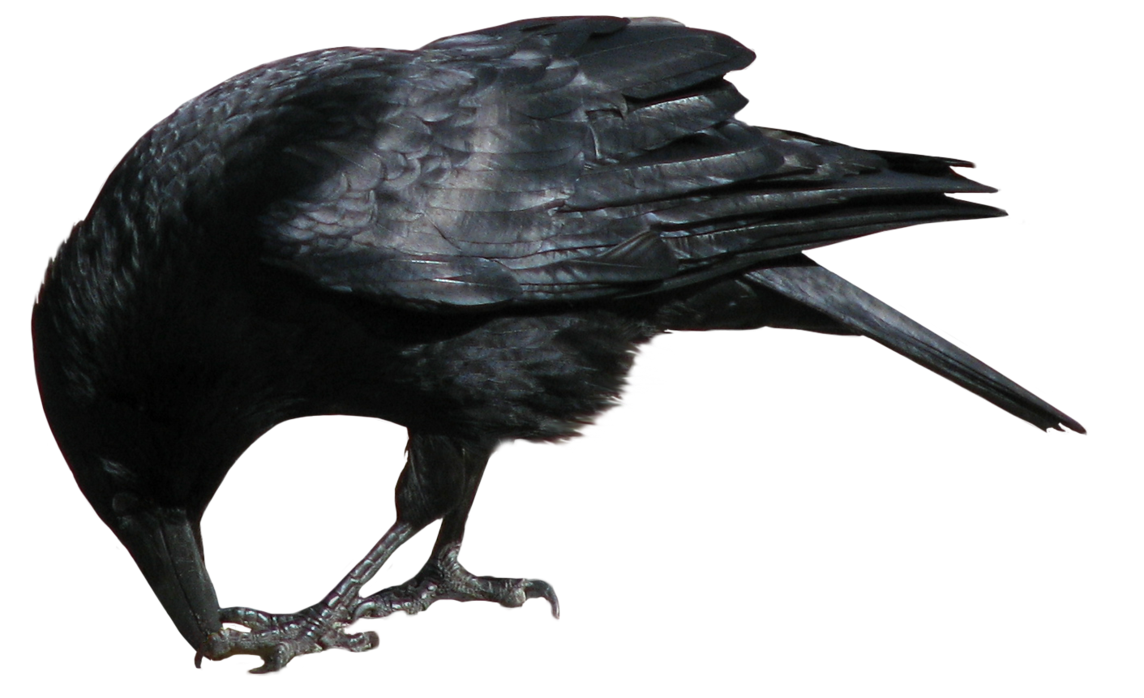crow_PNG3105.png