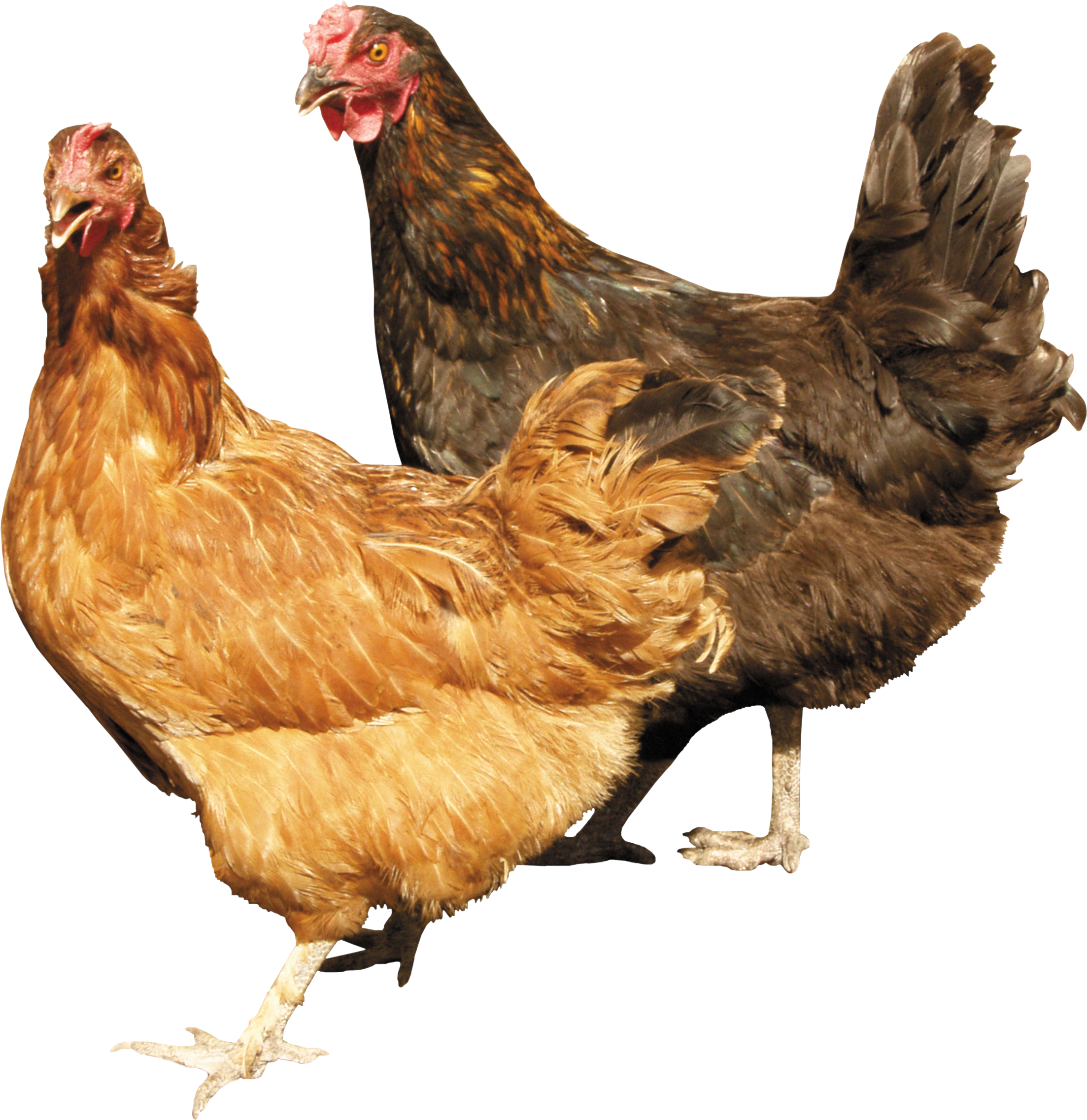 chicken_PNG2144.png