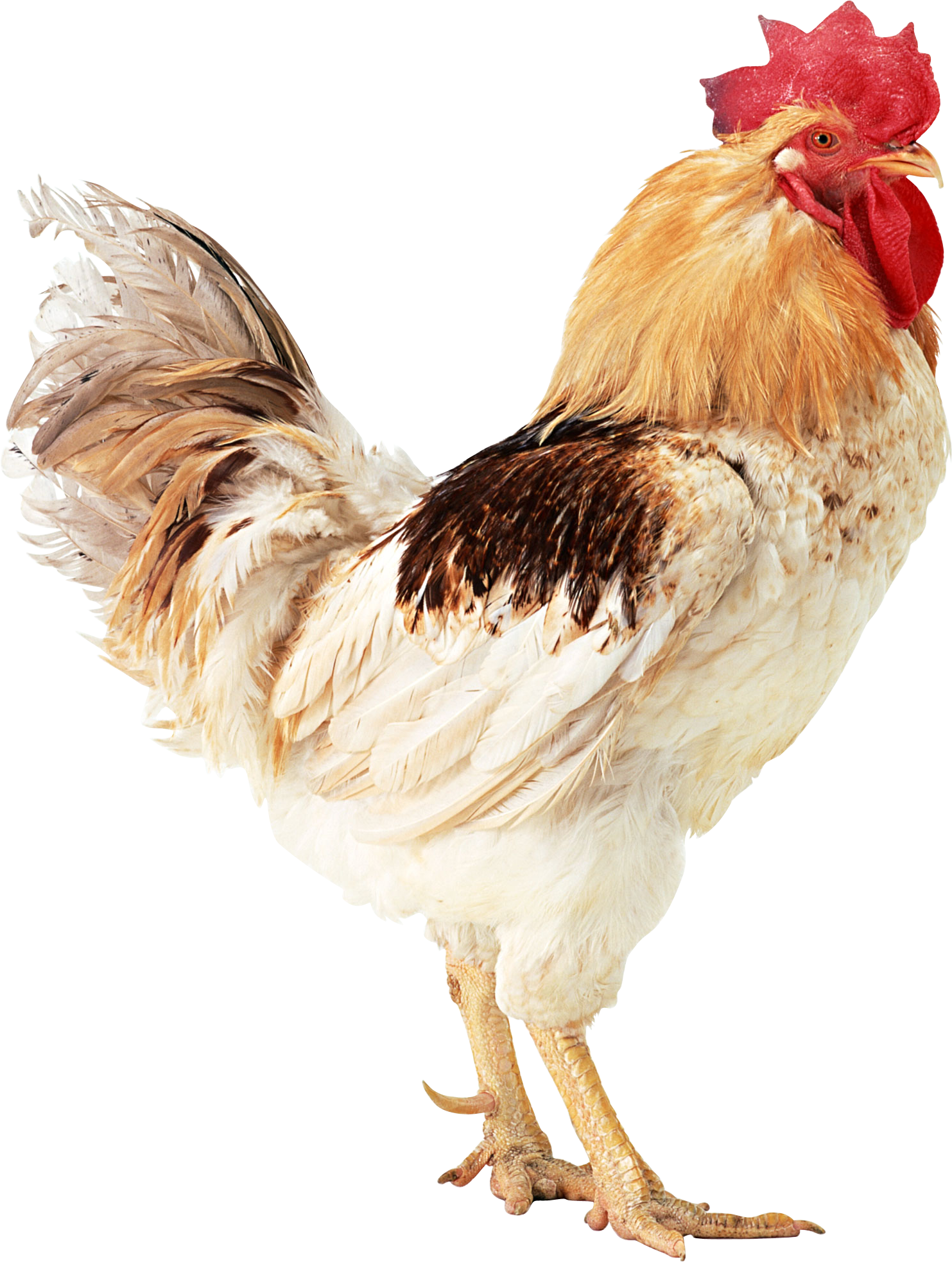 b890abd788da.png
