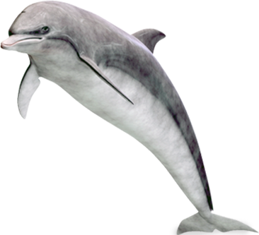 dolphin (3).png