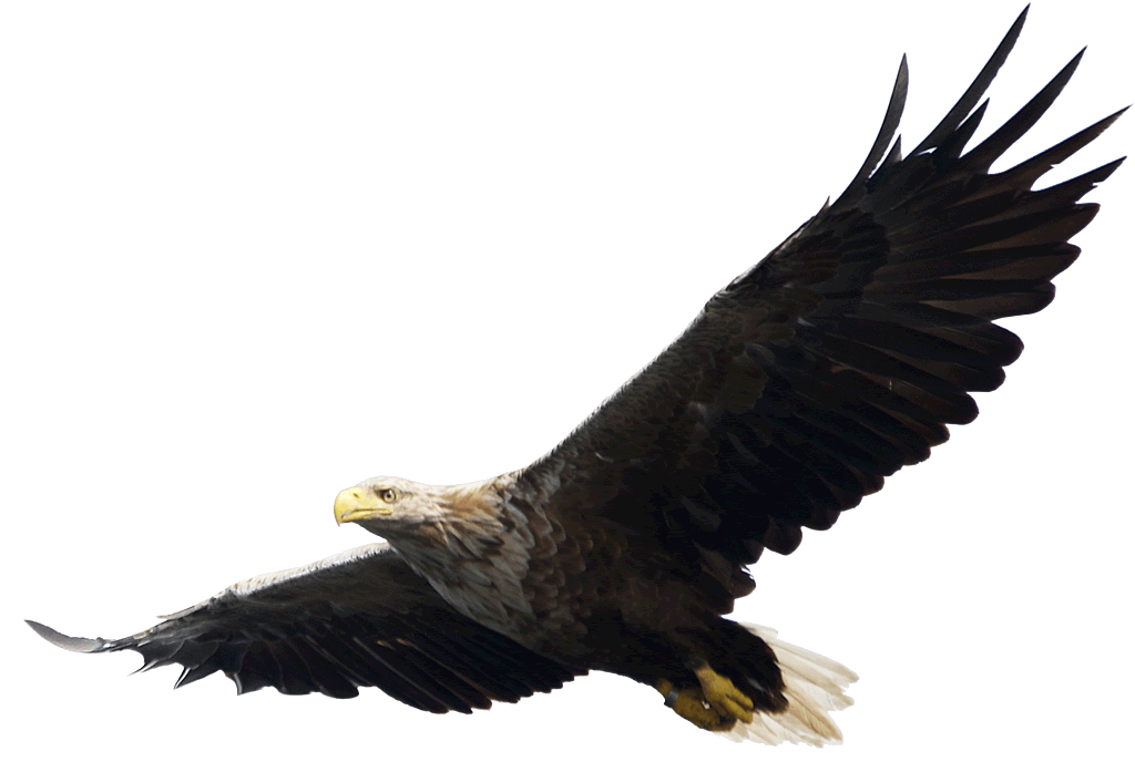 eagle_PNG1222(1).png