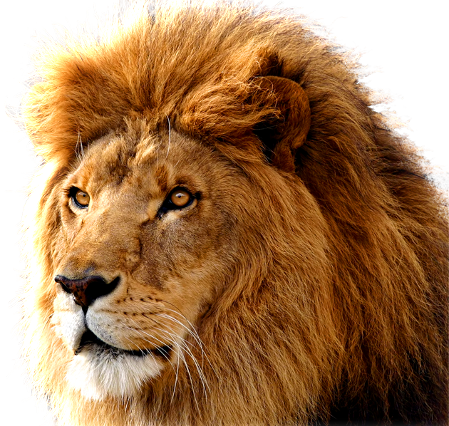 lion_PNG566.png