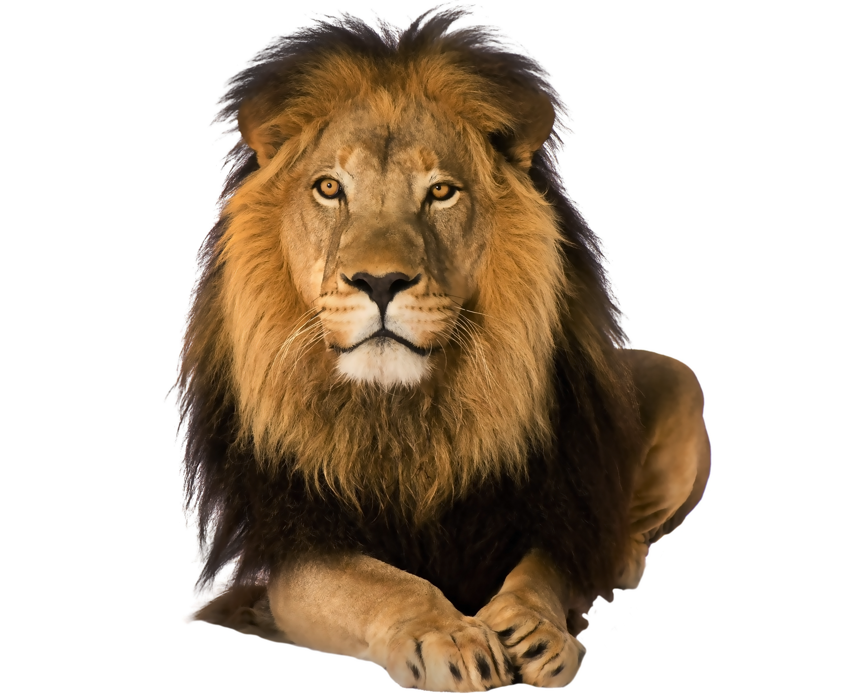 lion_PNG1382472243.png