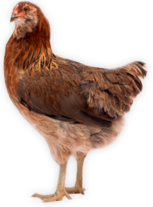 chicken_PNG2162.png