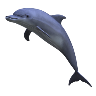dolphin (1).png