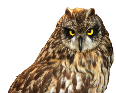 Brown-Owl.png