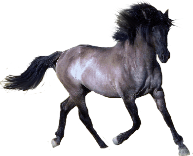 horse_PNG2533.png