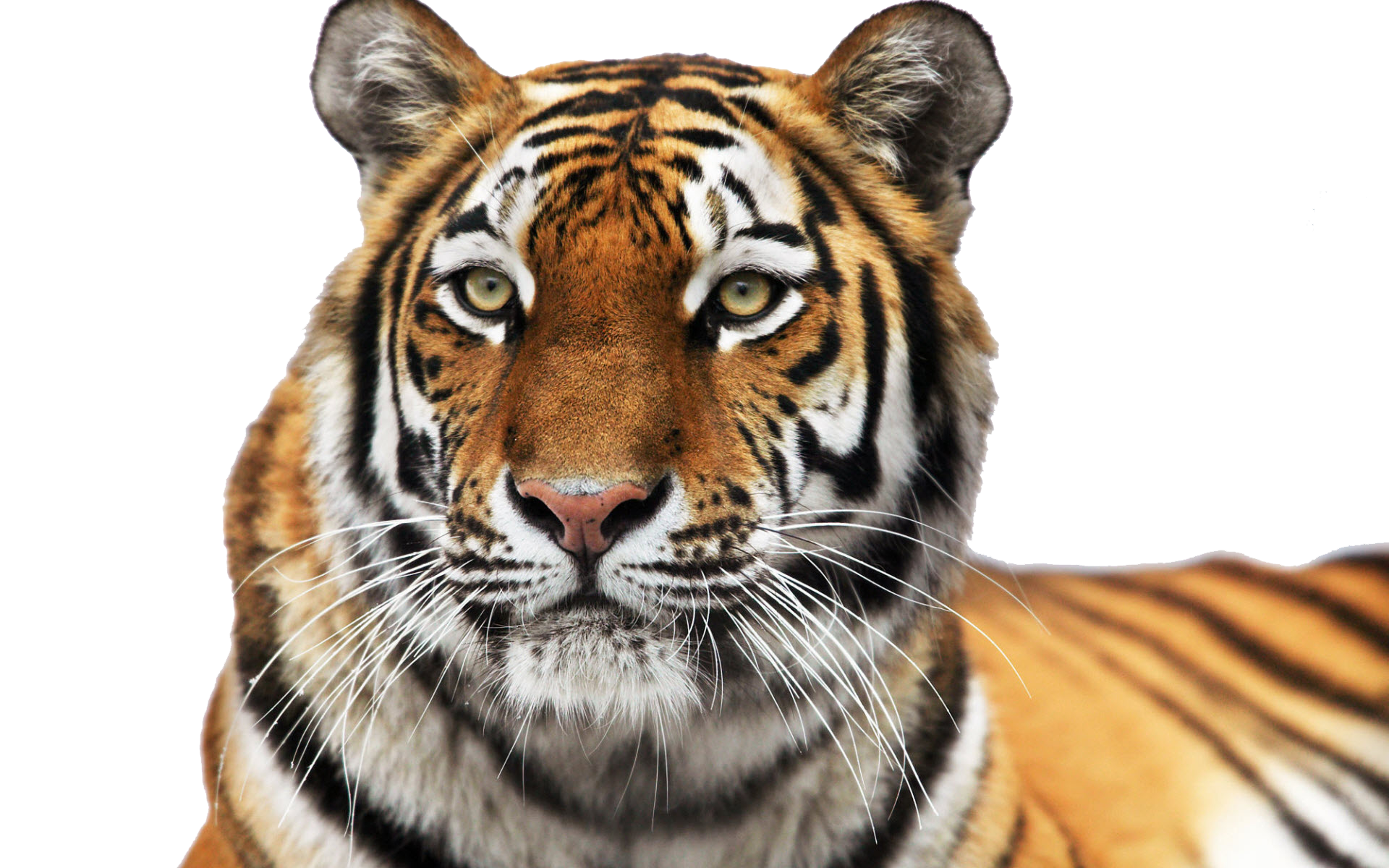 Tiger-Face-PNG-Clipart.png