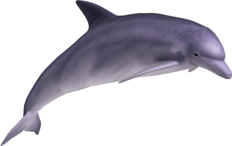 dolphin_09_by_clipartcotttage-d7arg0m.png
