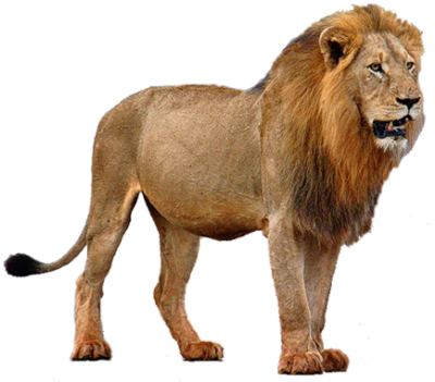 lion_6.png