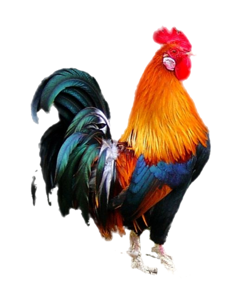 010872016jsjcvcoq0001.png