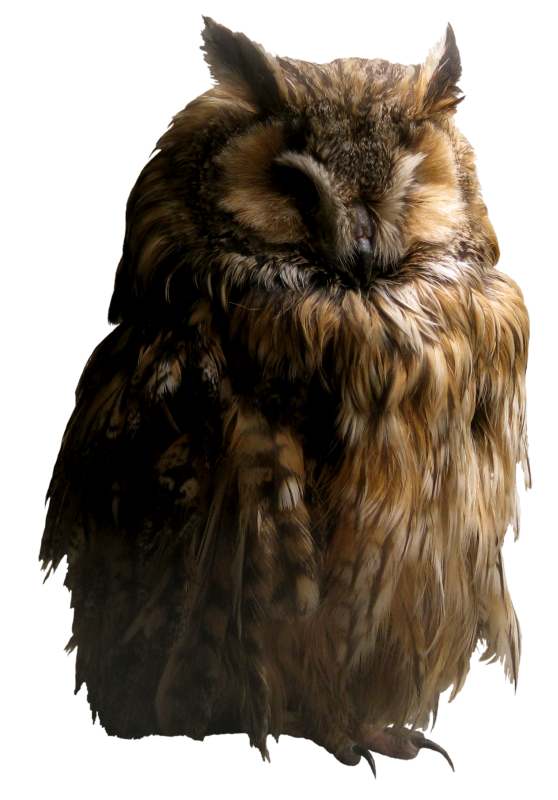 owl_png_by_ahatw7neen-d5syu7u.png