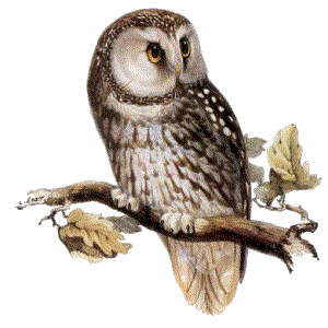 Owl-PNG.png