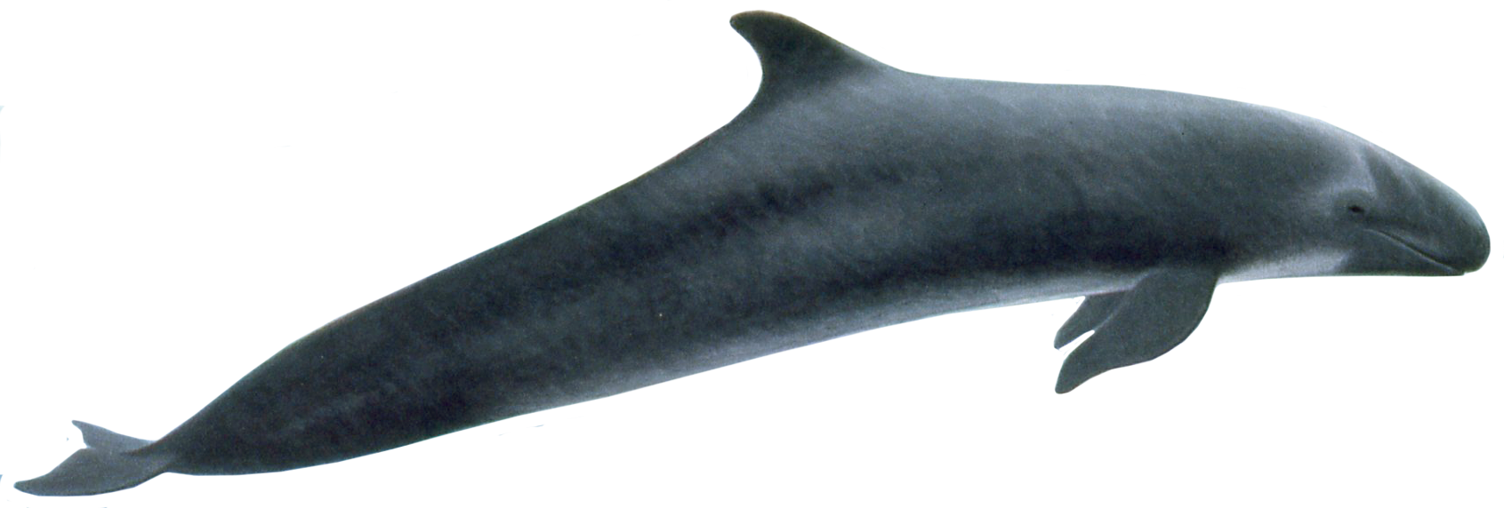 False-Killer-Whale.png