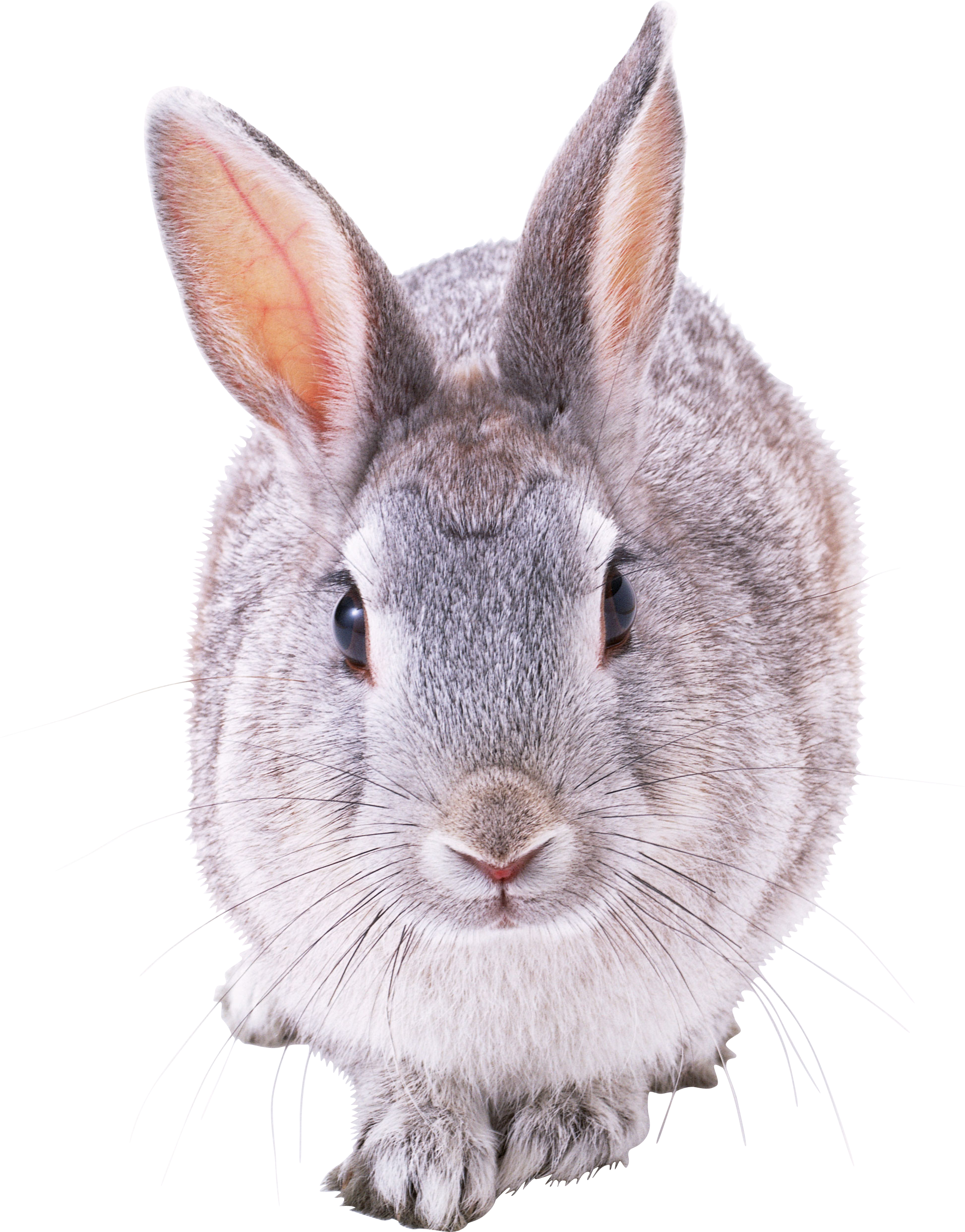 rabbit_PNG3782.png