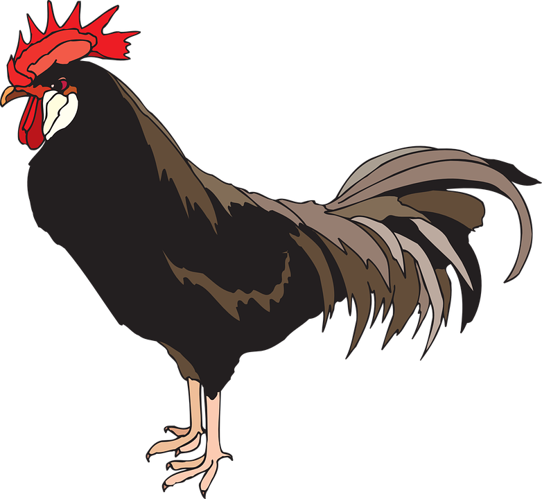 rooster-45940_960_720.png