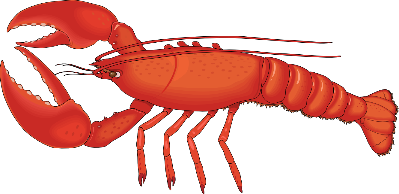 lobster-clip-art-artfavor_lobster_1_scalable_vector_graphics_svg-1331px.png