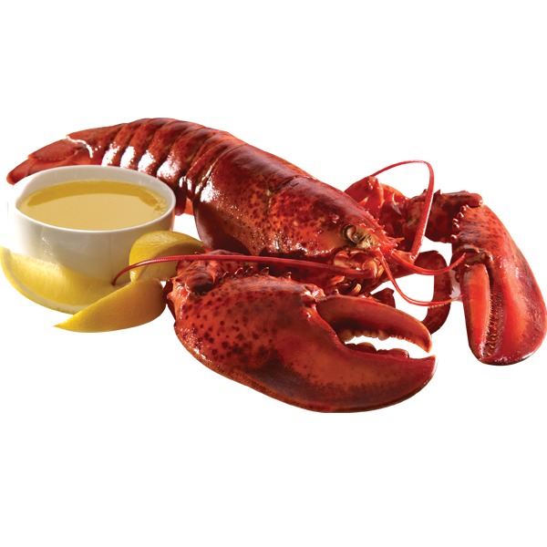 Live_North_Atlantic_Lobsters.png