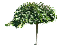 American BeechFagus grandiflora.skp