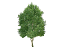 American SweetgumLiquidambar styraciflua_001.skp