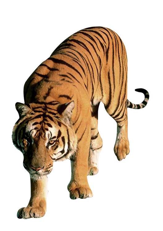 56e47115389a41536c59baf0.png