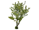 American Mountain AshSorbus americana.skp