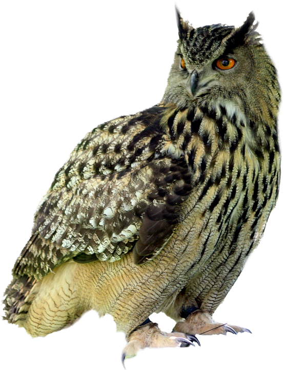 owl-1151681_960_720.png
