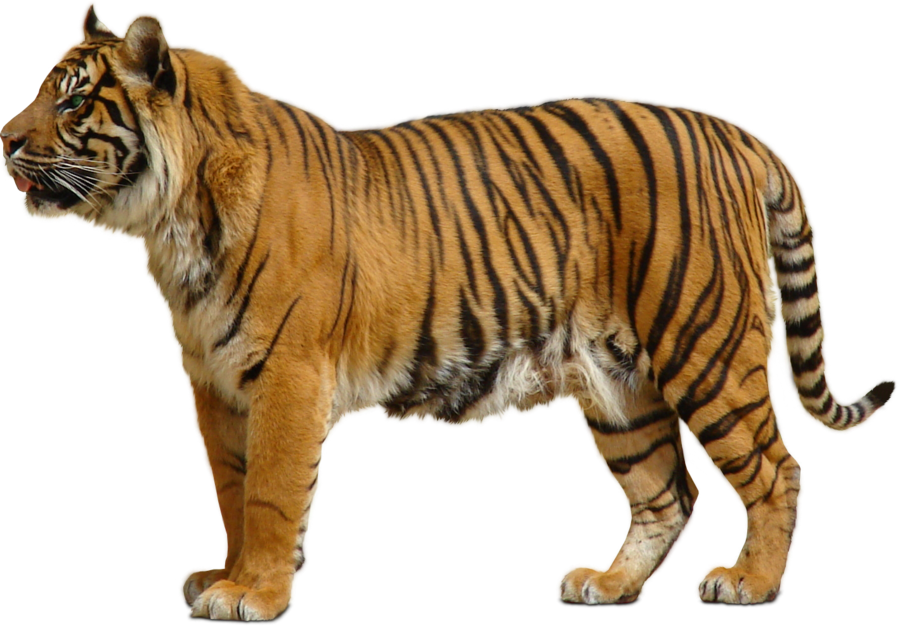 tiger_png_by_sabirpure-d5ruoyh.png