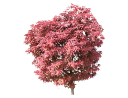 Acer PalmatumAcer palmatum _Rhode Island Red_.skp