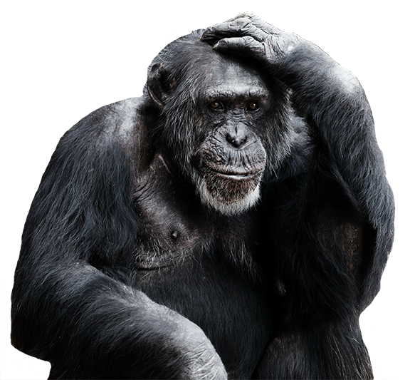 monkey (1).png