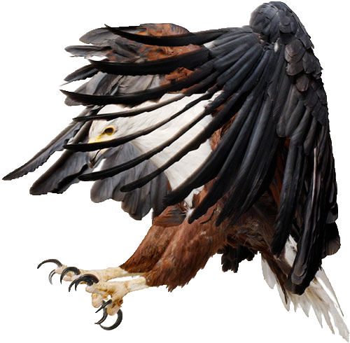eagle_PNG1212.png