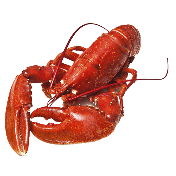 lobster (2).png