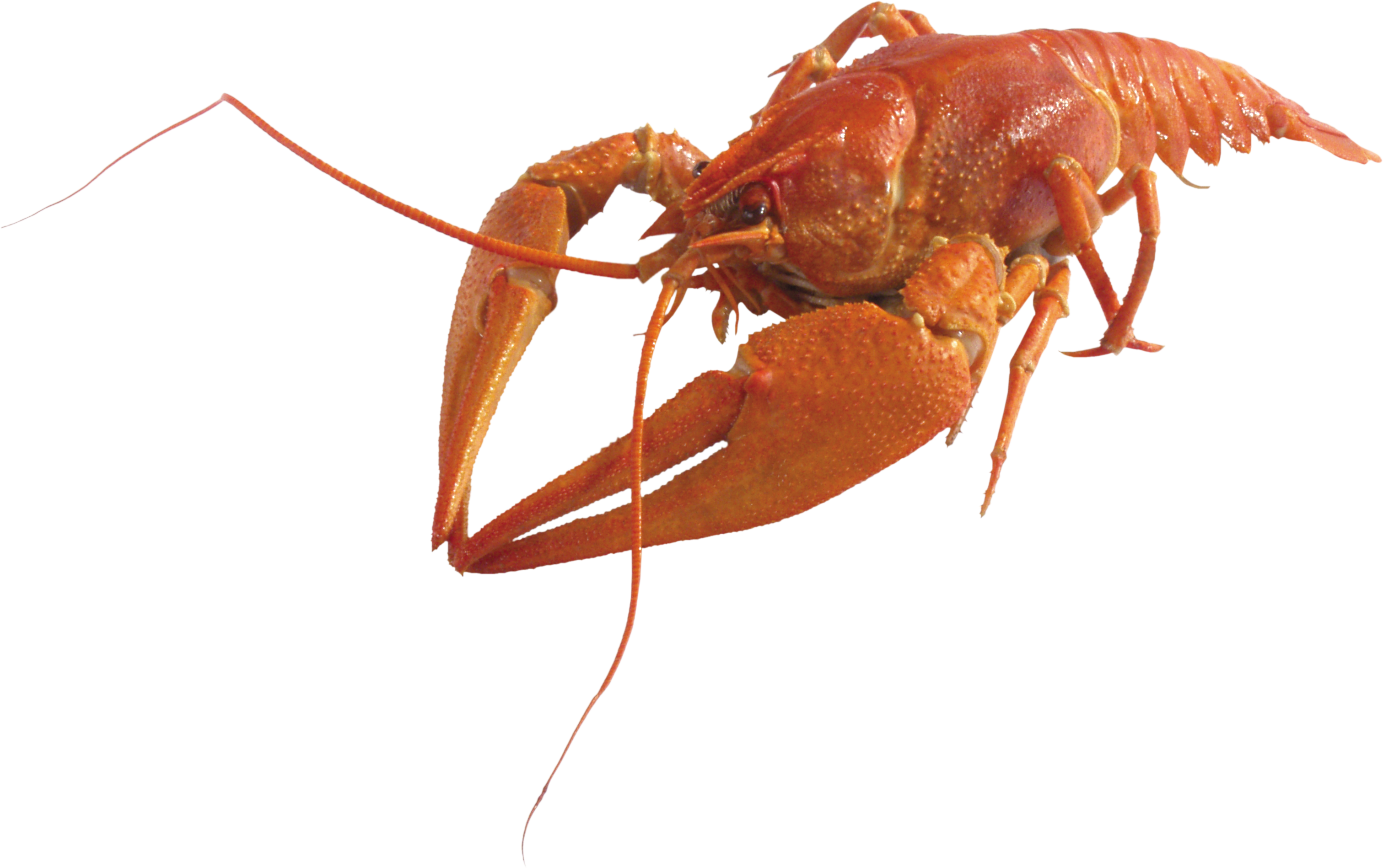 0_8481a_f1c52f20_orig.png