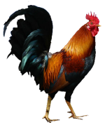 cock.png