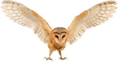 owl (1).png