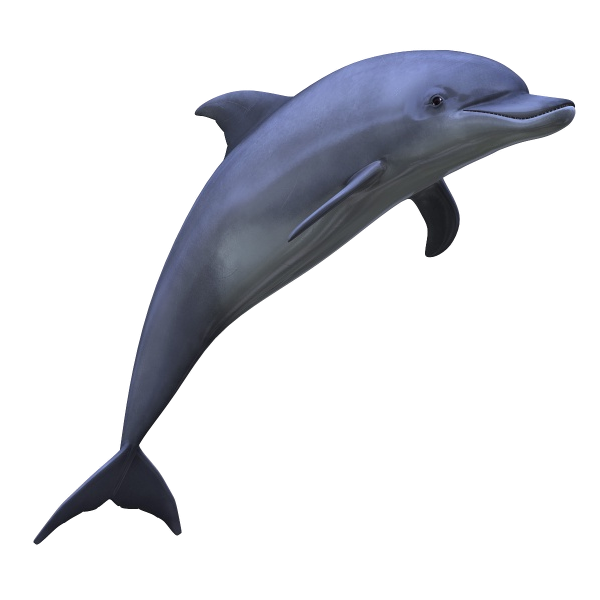 dolphin_png_by_lg_design-d4xlqgs.png
